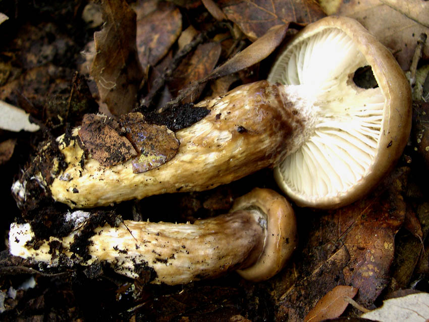Hygrophorus persoonii (= H. dichrous).